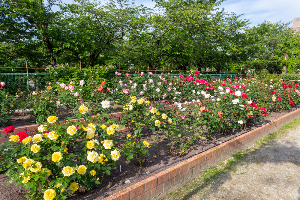 王子製紙バラ園、5月の夏の花、愛知県春日井市の観光・撮影スポットの画像と写真