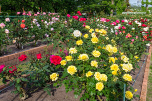 王子製紙バラ園、5月の夏の花、愛知県春日井市の観光・撮影スポットの画像と写真