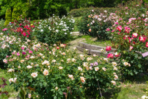 小牧市民四季の森、バラ、5月の夏の花、愛知県小牧市の観光・撮影スポットの画像と写真