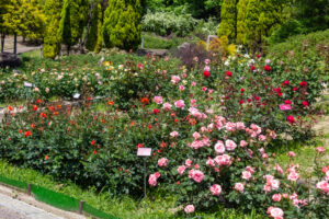 小牧市民四季の森、バラ、5月の夏の花、愛知県小牧市の観光・撮影スポットの画像と写真