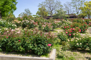小牧市民四季の森、バラ、5月の夏の花、愛知県小牧市の観光・撮影スポットの画像と写真