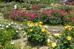 小牧市民四季の森、バラ、5月の夏の花、愛知県小牧市の観光・撮影スポットの画像と写真