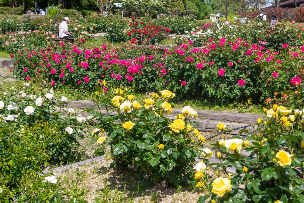 小牧市民四季の森、バラ、5月の夏の花、愛知県小牧市の観光・撮影スポットの画像と写真