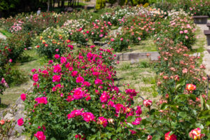 小牧市民四季の森、バラ、5月の夏の花、愛知県小牧市の観光・撮影スポットの画像と写真