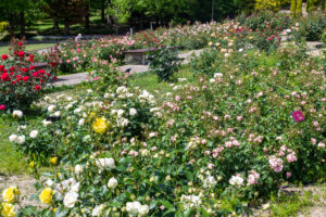 小牧市民四季の森、バラ、5月の夏の花、愛知県小牧市の観光・撮影スポットの画像と写真