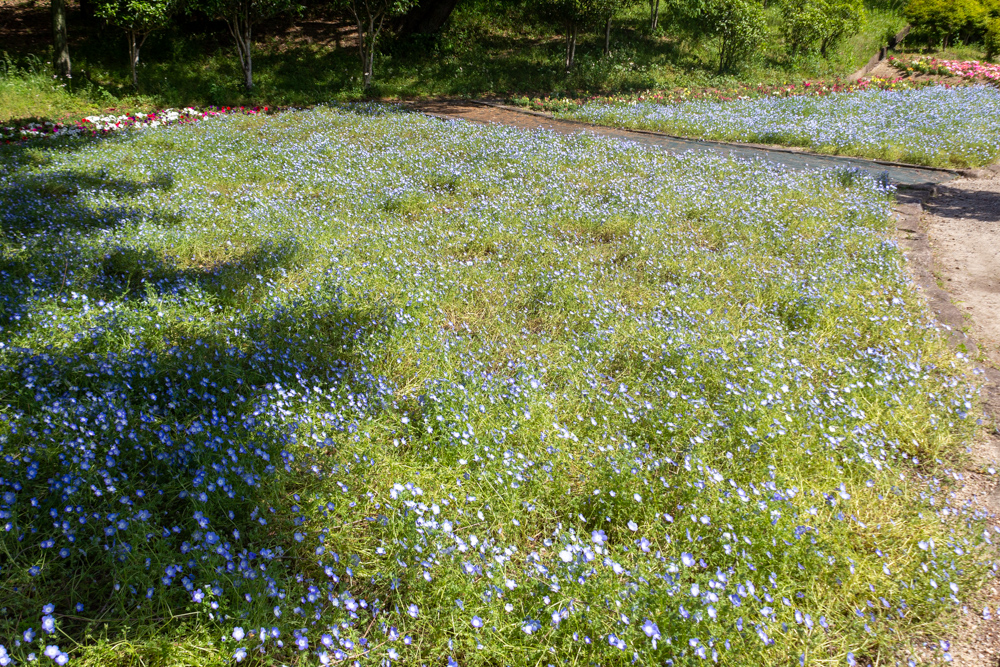 小牧市民四季の森、ネモフィラ、5月の夏の花、愛知県小牧市の観光・撮影スポットの画像と写真