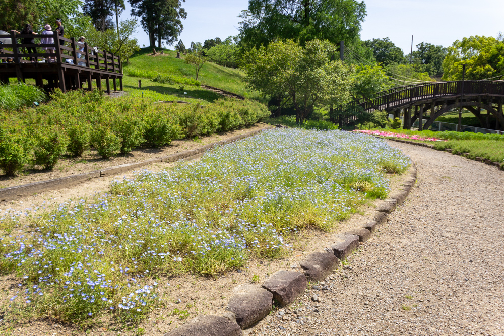 小牧市民四季の森、ネモフィラ、5月の夏の花、愛知県小牧市の観光・撮影スポットの画像と写真