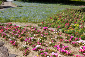 小牧市民四季の森、ネモフィラ、5月の夏の花、愛知県小牧市の観光・撮影スポットの画像と写真