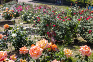 小牧市民四季の森、バラ、5月の夏の花、愛知県小牧市の観光・撮影スポットの画像と写真