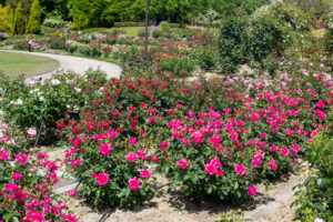 小牧市民四季の森、バラ、5月の夏の花、愛知県小牧市の観光・撮影スポットの画像と写真