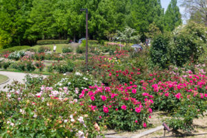 小牧市民四季の森、バラ、5月の夏の花、愛知県小牧市の観光・撮影スポットの画像と写真