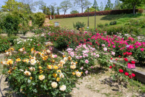 小牧市民四季の森、バラ、5月の夏の花、愛知県小牧市の観光・撮影スポットの画像と写真