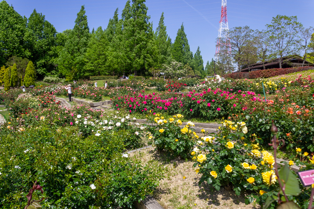 小牧市民四季の森、バラ、5月の夏の花、愛知県小牧市の観光・撮影スポットの画像と写真