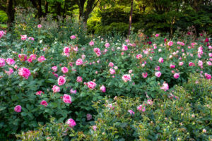 庄内緑地公園、バラ園、5月の夏の花、愛知県西区の観光・撮影スポットの画像と写真
