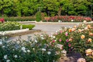 庄内緑地公園、バラ園、5月の夏の花、愛知県西区の観光・撮影スポットの画像と写真