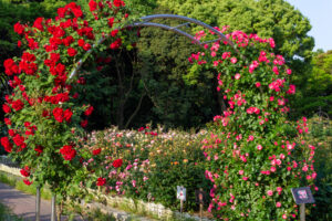 庄内緑地公園、バラ園、5月の夏の花、愛知県西区の観光・撮影スポットの画像と写真