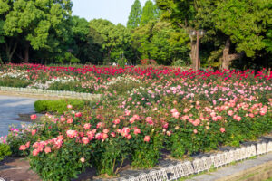 庄内緑地公園、バラ園、5月の夏の花、愛知県西区の観光・撮影スポットの画像と写真