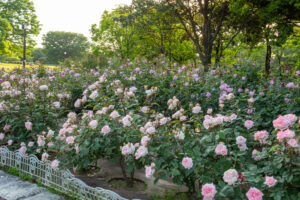 庄内緑地公園、バラ園、5月の夏の花、愛知県西区の観光・撮影スポットの画像と写真