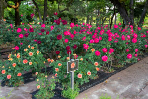 庄内緑地公園、バラ園、5月の夏の花、愛知県西区の観光・撮影スポットの画像と写真