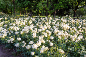 庄内緑地公園、バラ園、5月の夏の花、愛知県西区の観光・撮影スポットの画像と写真