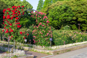 庄内緑地公園、バラ園、5月の夏の花、愛知県西区の観光・撮影スポットの画像と写真