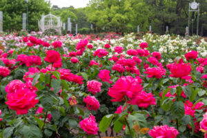鶴舞公園、バラ園、5月の夏の花、名古屋市昭和区の観光・撮影スポットの画像と写真