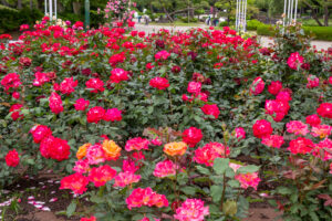 鶴舞公園、バラ園、5月の夏の花、名古屋市昭和区の観光・撮影スポットの画像と写真