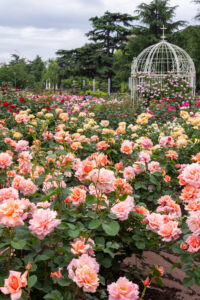 鶴舞公園、バラ園、5月の夏の花、名古屋市昭和区の観光・撮影スポットの画像と写真