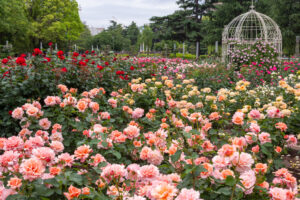 鶴舞公園、バラ園、5月の夏の花、名古屋市昭和区の観光・撮影スポットの画像と写真
