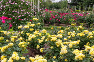 鶴舞公園、バラ園、5月の夏の花、名古屋市昭和区の観光・撮影スポットの画像と写真
