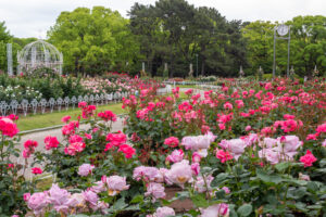 鶴舞公園、バラ園、5月の夏の花、名古屋市昭和区の観光・撮影スポットの画像と写真