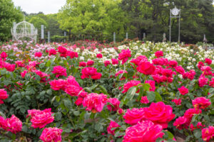 鶴舞公園、バラ園、5月の夏の花、名古屋市昭和区の観光・撮影スポットの画像と写真