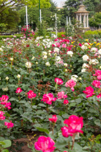 鶴舞公園、バラ園、5月の夏の花、名古屋市昭和区の観光・撮影スポットの画像と写真