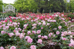 鶴舞公園、バラ園、5月の夏の花、名古屋市昭和区の観光・撮影スポットの画像と写真