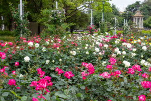 鶴舞公園、バラ園、5月の夏の花、名古屋市昭和区の観光・撮影スポットの画像と写真