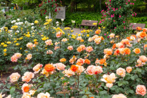 鶴舞公園、バラ園、5月の夏の花、名古屋市昭和区の観光・撮影スポットの画像と写真