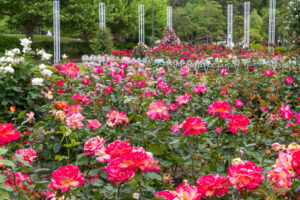 鶴舞公園、バラ園、5月の夏の花、名古屋市昭和区の観光・撮影スポットの画像と写真