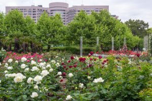 鶴舞公園、バラ園、5月の夏の花、名古屋市昭和区の観光・撮影スポットの画像と写真