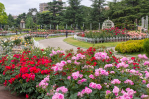 鶴舞公園、バラ園、5月の夏の花、名古屋市昭和区の観光・撮影スポットの画像と写真