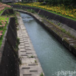 逆川沿い、ユリ、6月の夏の花、静岡県掛川市の観光・撮影スポットの名所