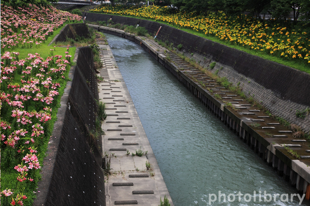 逆川沿い、ユリ、6月の夏の花、静岡県掛川市の観光・撮影スポットの名所