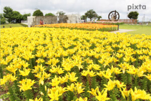 ゆりの里公園 ユリーム春江、6月の夏の花、福井県坂井市の観光・撮影スポットの名所