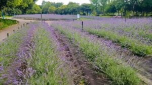 荒子川公園、ラベンダー、6月夏の花、名古屋居市南区の観光撮影スポット