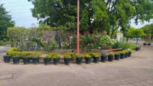 荒子川公園、バラ、6月夏の花、名古屋居市南区の観光撮影スポット