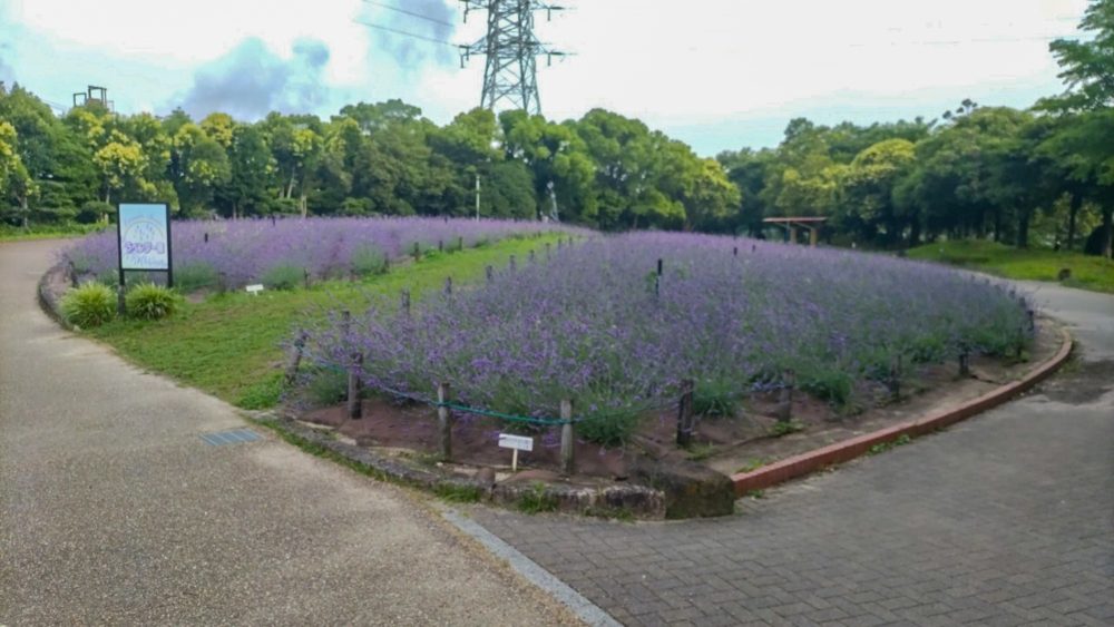荒子川公園、ラベンダー、6月夏の花、名古屋居市南区の観光撮影スポット