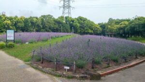 荒子川公園、ラベンダー、6月夏の花、名古屋居市南区の観光撮影スポット