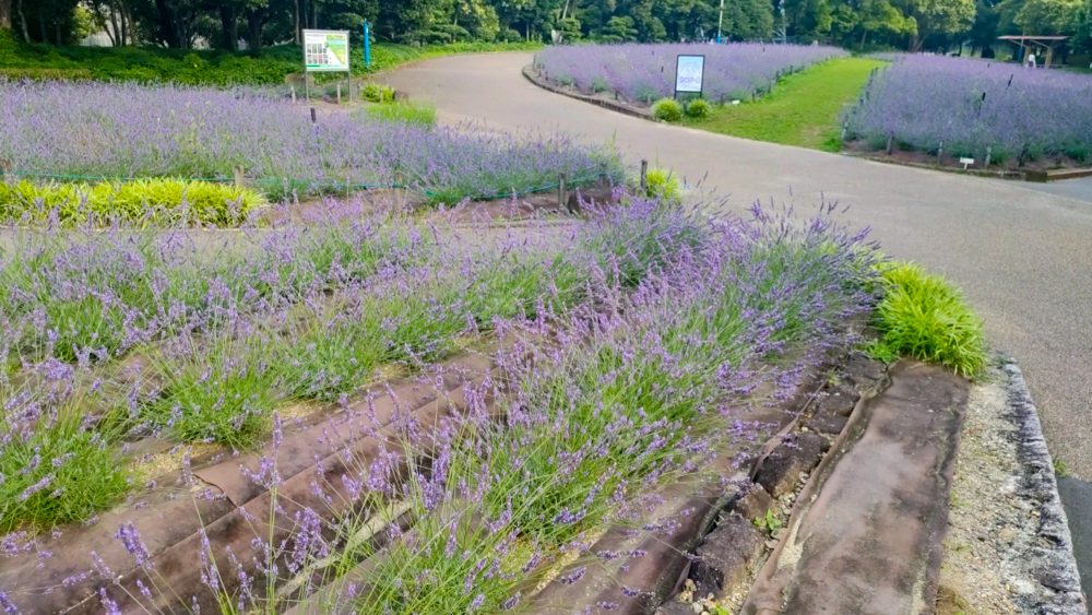 荒子川公園、ラベンダー、6月夏の花、名古屋居市南区の観光撮影スポット