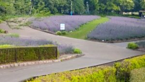 荒子川公園、ラベンダー、6月夏の花、名古屋居市南区の観光撮影スポット