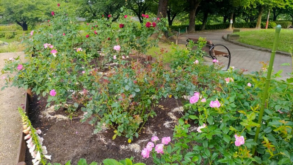 荒子川公園、バラ、6月夏の花、名古屋居市南区の観光撮影スポット