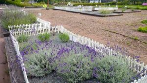 荒子川公園、ラベンダー、6月夏の花、名古屋居市南区の観光撮影スポット